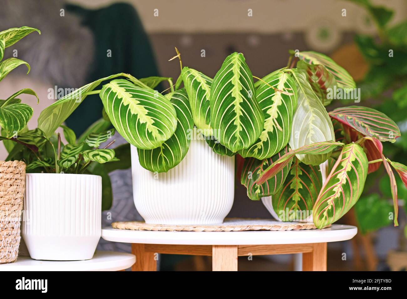 Exotic 'Maranta Leuconeura Lemon Lime' houseplant in flower pot on