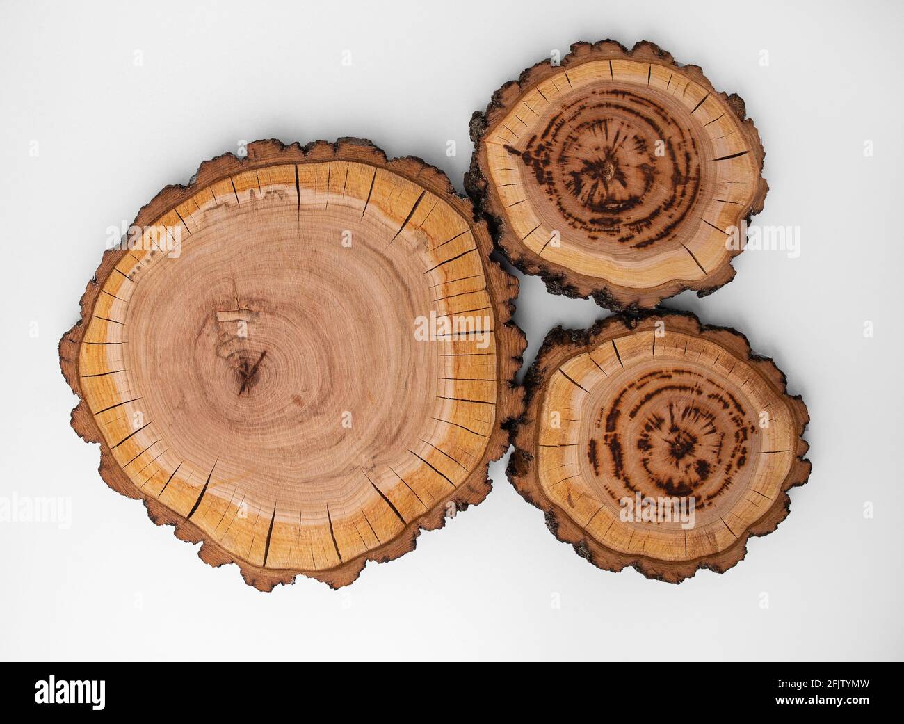 A large round piece of wood in cross section with a pattern of wood ring texture and cracks. Three cuts of a tree. Three planks. Loft style Stock Photo