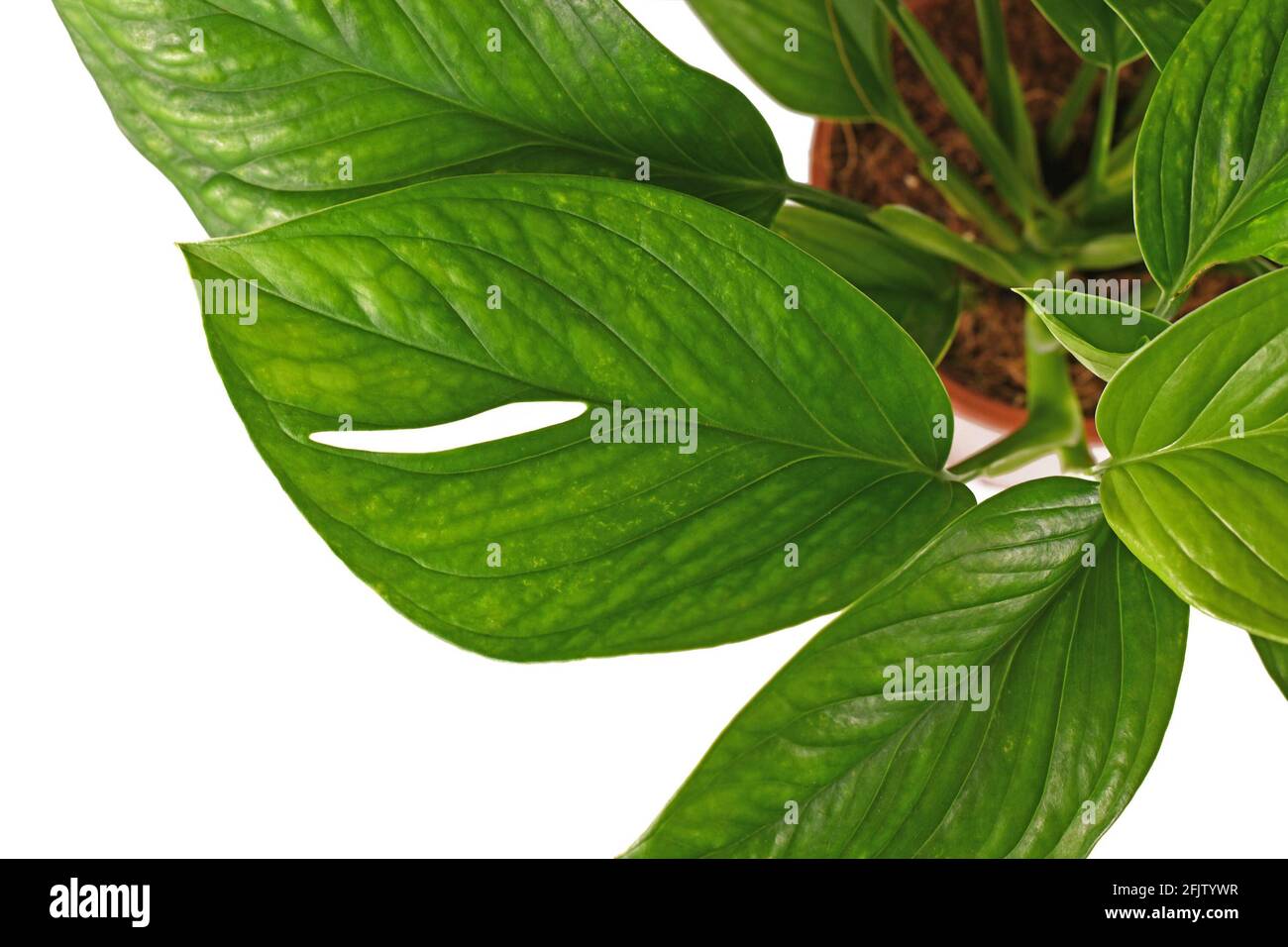 Leaf of juvenile exotic 'Monstera Pinnatipartita' houseplant on white background Stock Photo