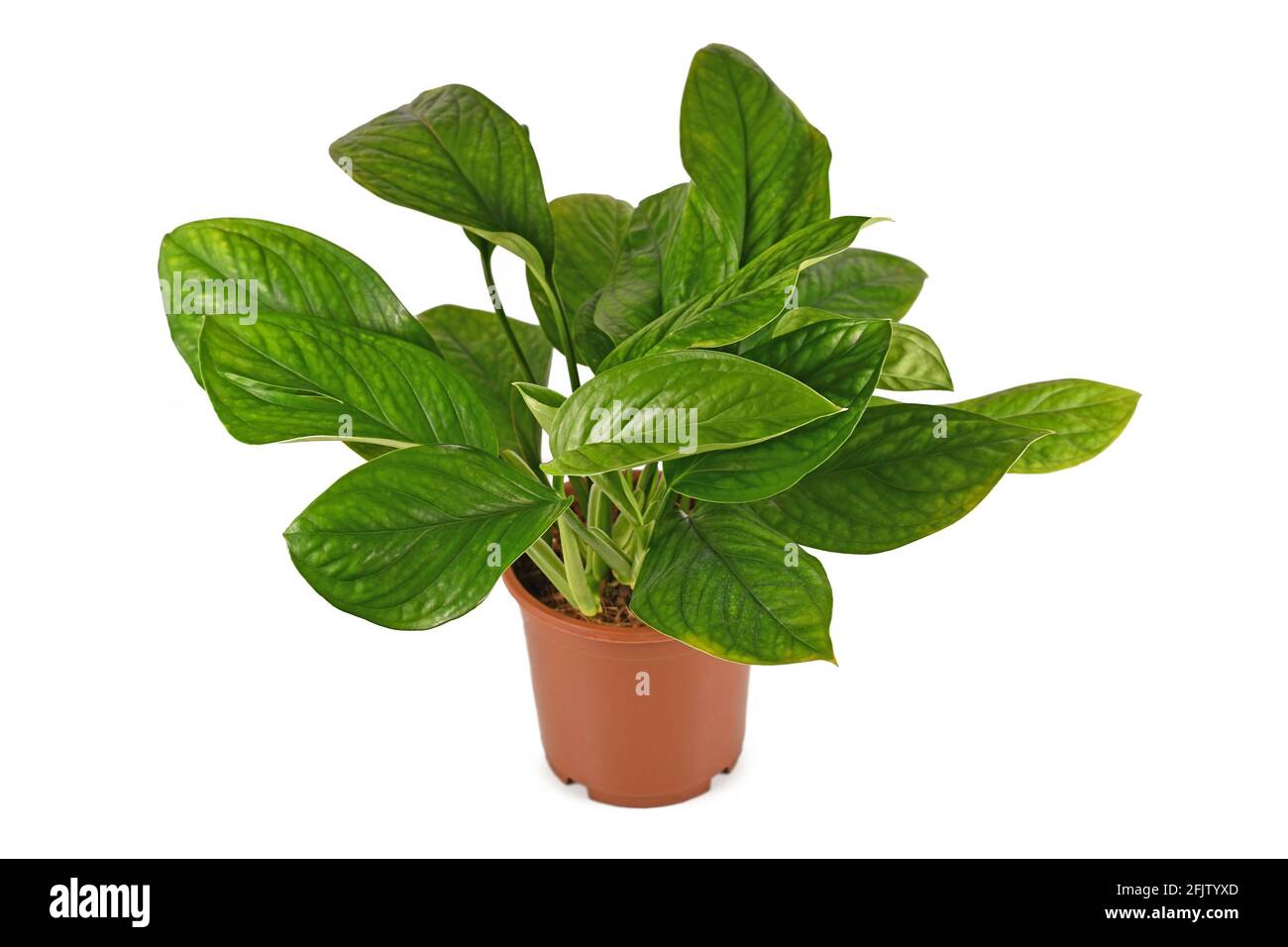 Tropical 'Monstera Pinnatipartita' houseplant with young leaves without fenestration in flower pot isolated on white background Stock Photo
