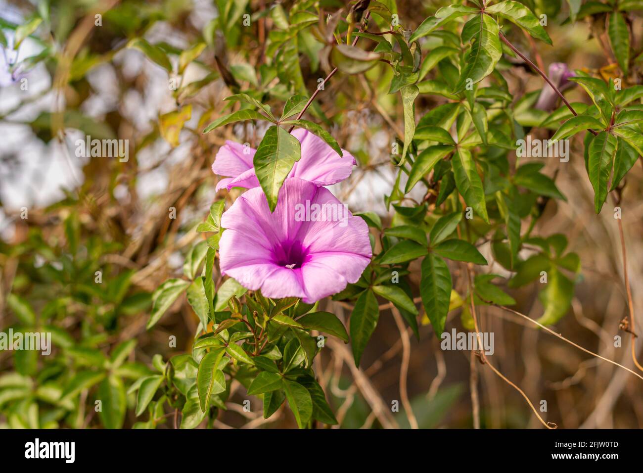 Moonflower hi-res stock photography and images - Alamy