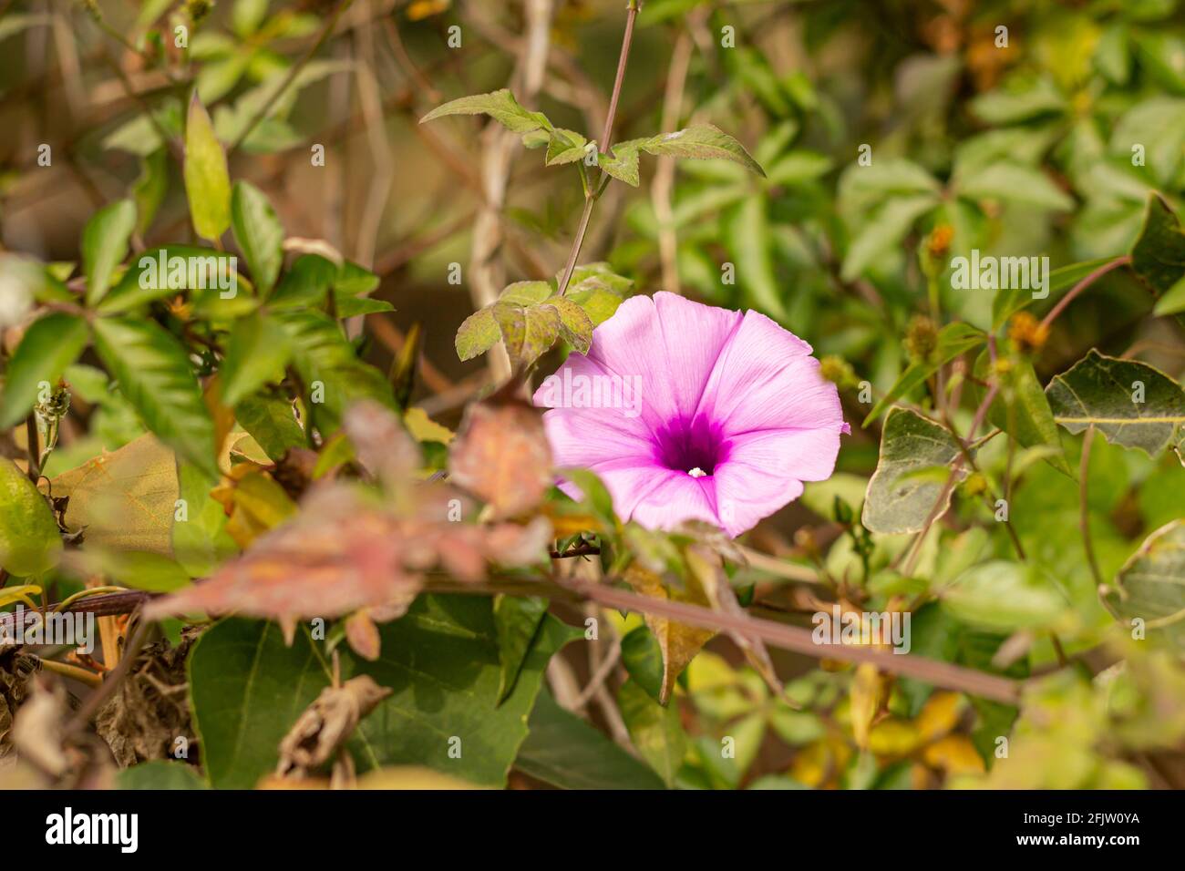 Moonflower hi-res stock photography and images - Alamy