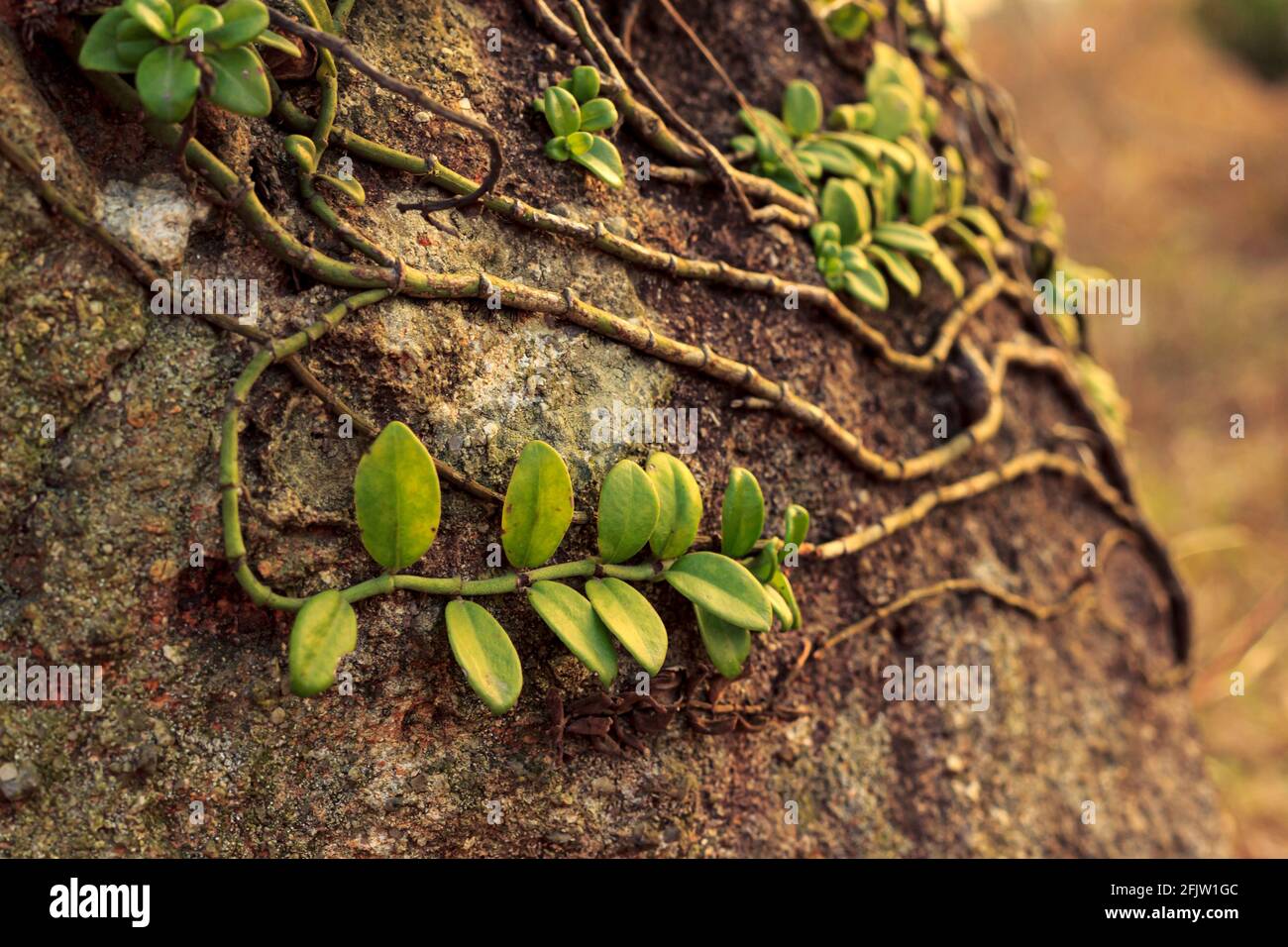 Climbing plants called Psychotria serpens or Creeping Psychotria that climb on the rock. Stock Photo