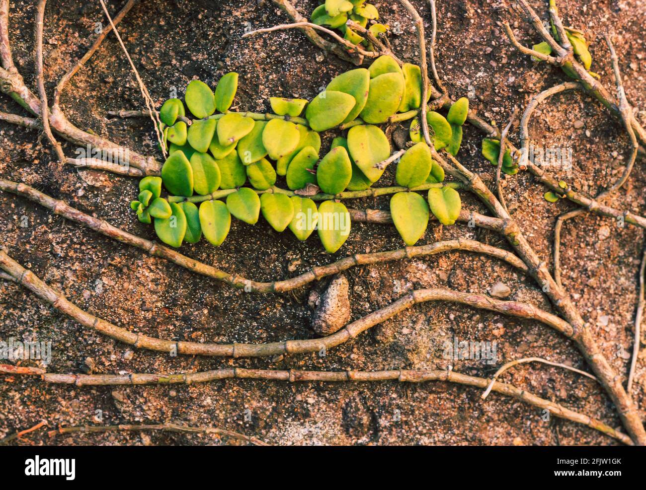 Climbing plants called Psychotria serpens or Creeping Psychotria that