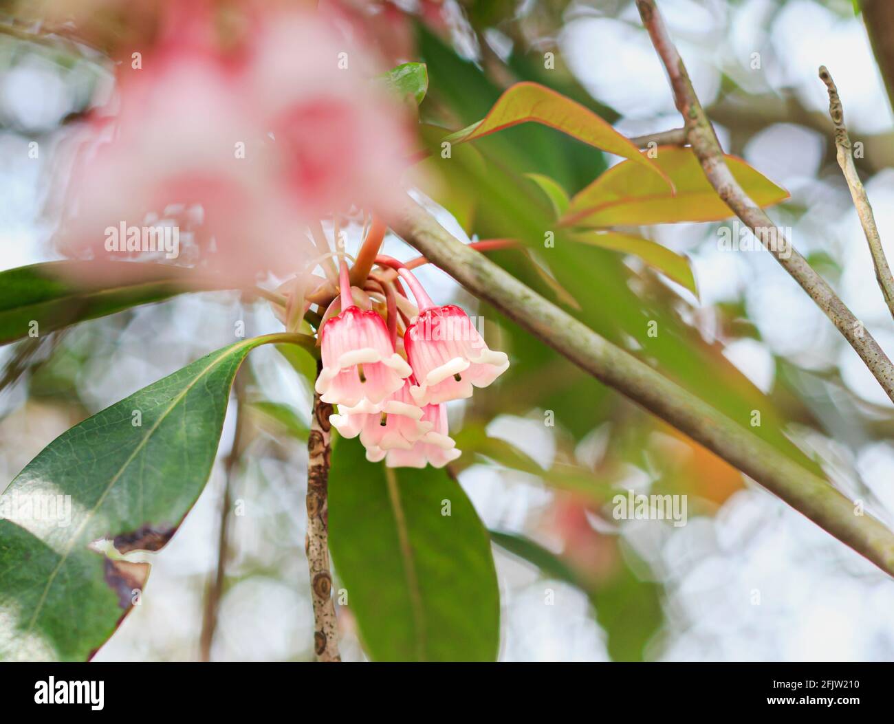 Local Chinese New Year Flowers in Hong Kong. Enkianthus quinqueflorus