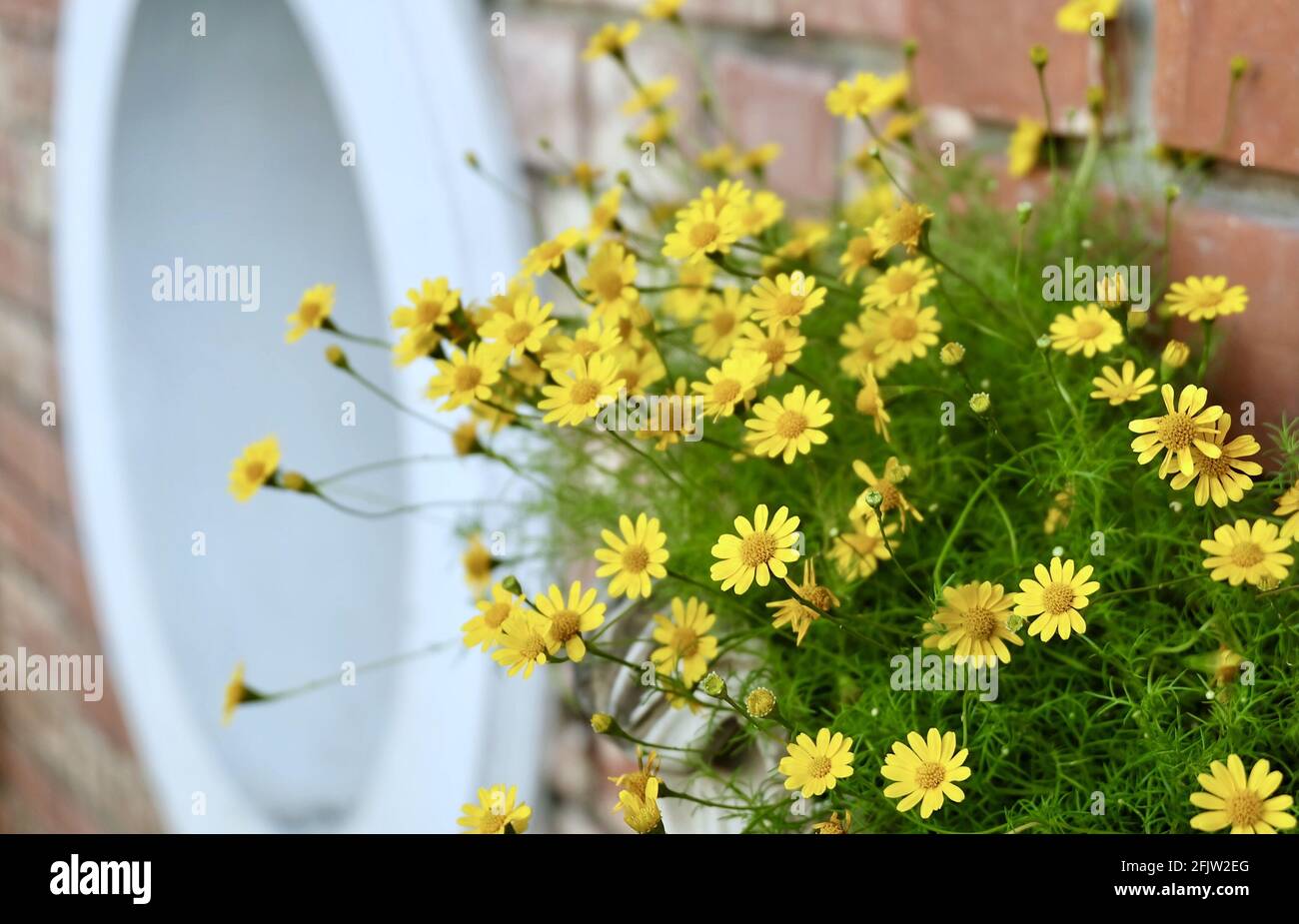 Bright and Beautiful Butter Daisy or Little Yellow Star Flowers in A Wooden Pot, Signs of Spring and Summer. Stock Photo