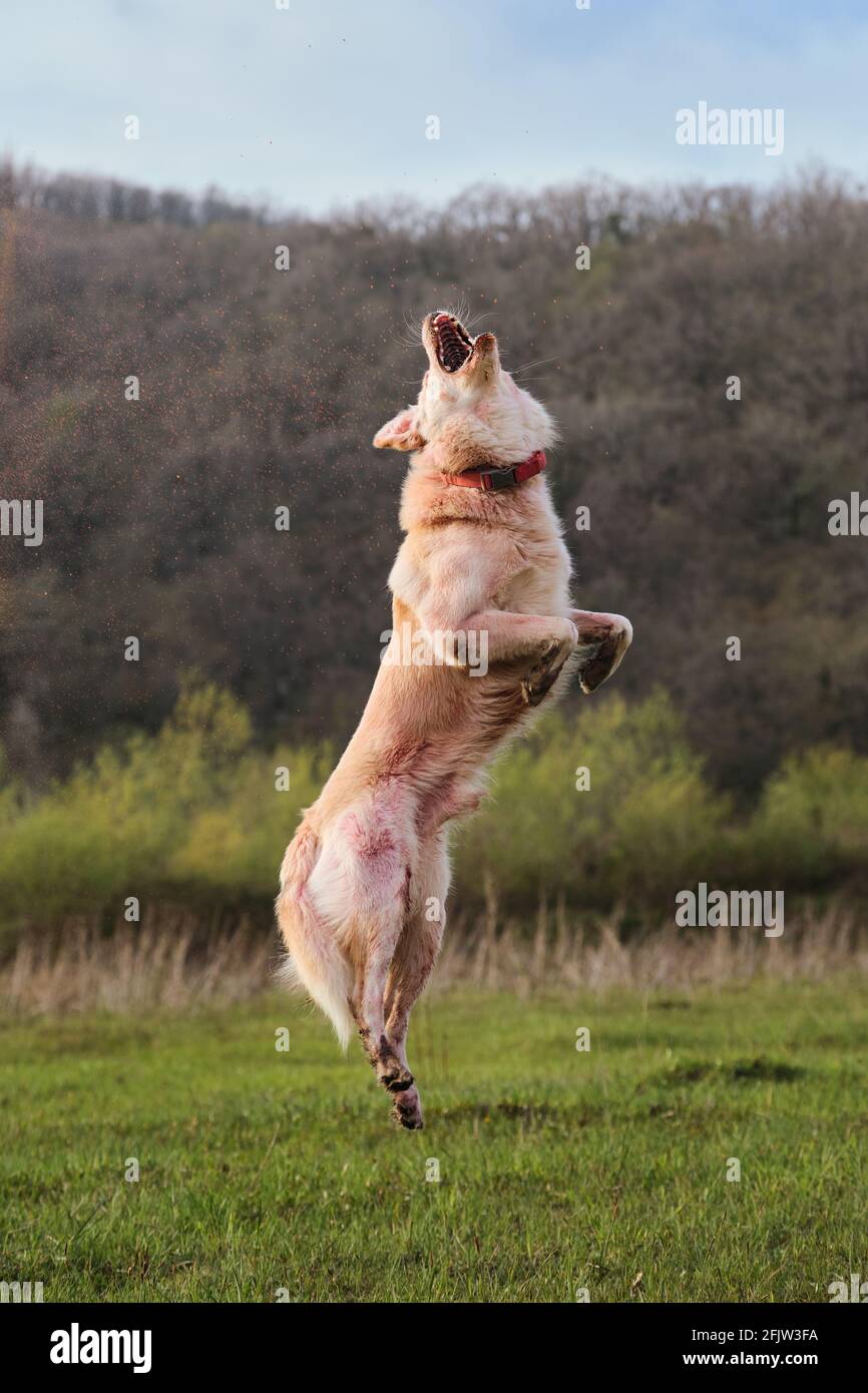Which Breed Of Dog Jumps The Highest