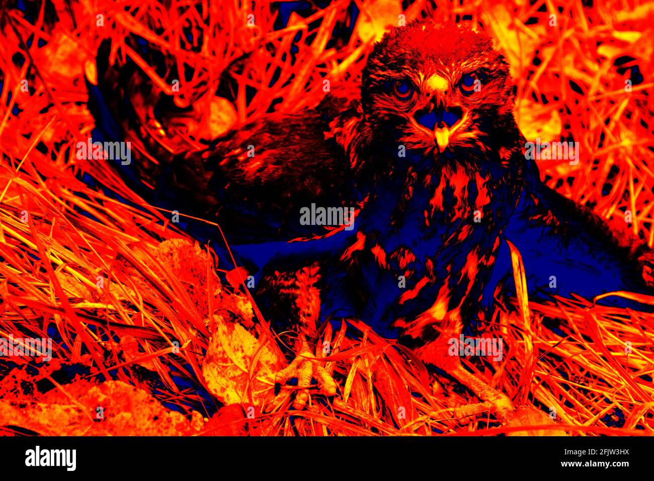 Bird of Prey. Scanning the animal's body temperature with a thermal