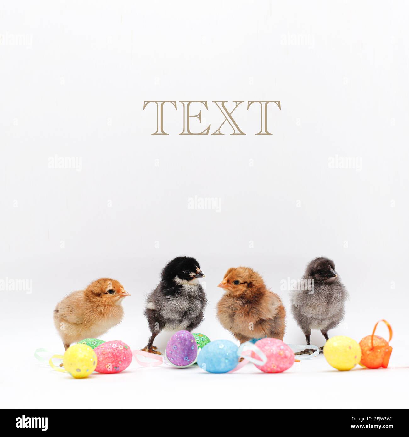 Newborn chickens and Easter colorful eggs. Four chickens of different colors Stock Photo