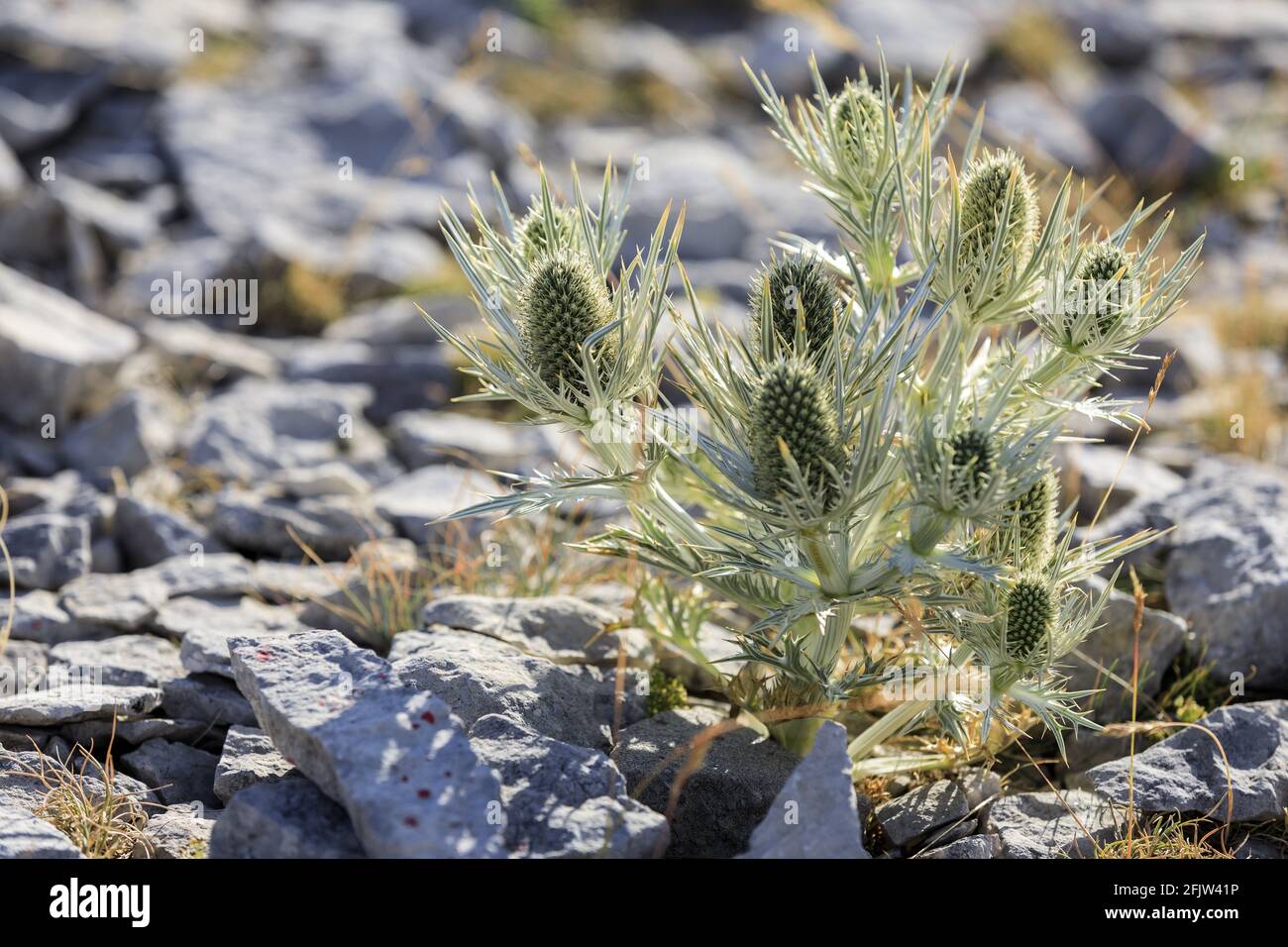 France, Vaucluse, Parc Naturel Regional du Mont Ventoux, Bedoin, Mont Ventoux, hike with a guide, route From South to North two faces of the Geant, White panicaut of the Alps (Eryngium Spinalba) Stock Photo