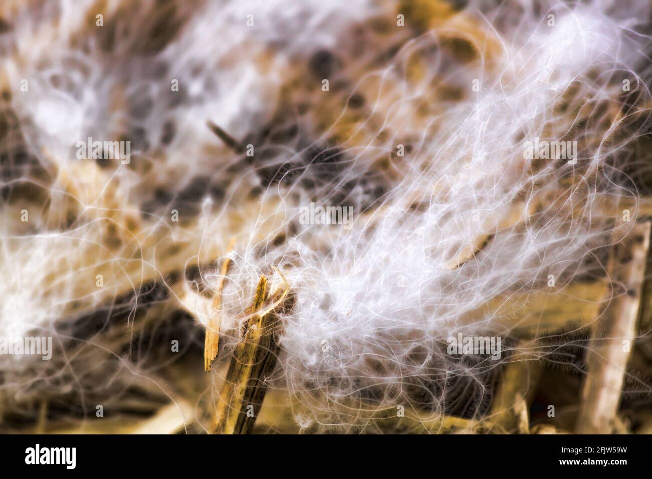 Famous Swan's down from North Europe nest. Macrostructure Stock Photo