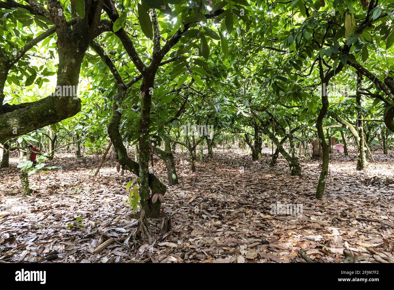 Dominican Republic, Santo Domingo, province of Duarte to the north, El Sandero del Cacao cocoa plantation Stock Photo