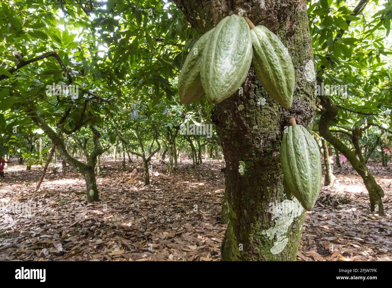 Dominican Republic, Santo Domingo, province of Duarte to the north, El