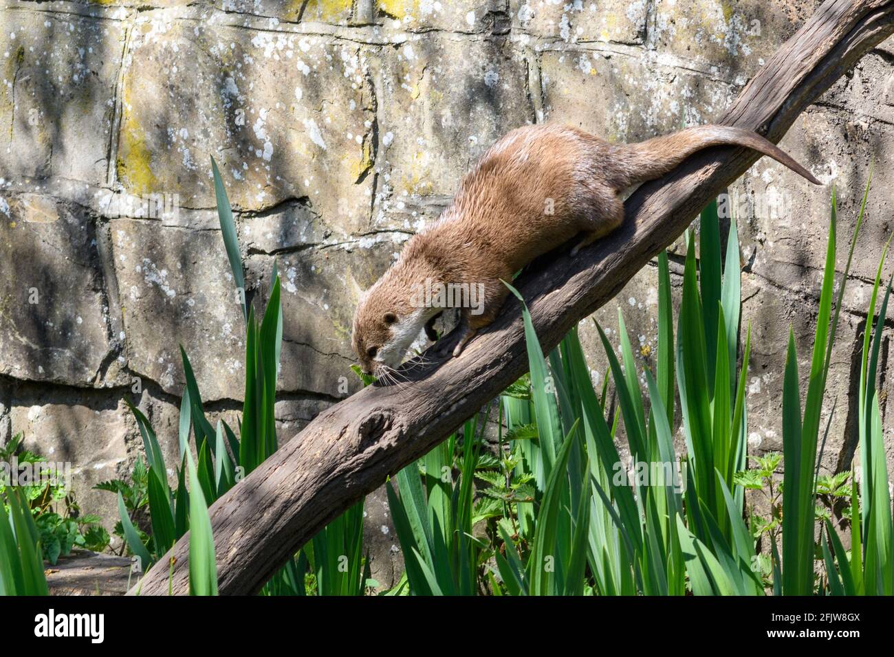 Asian small-clawed otter (Aonyx cinerea) at Marwell Zoo, Hampshire, UK Stock Photo