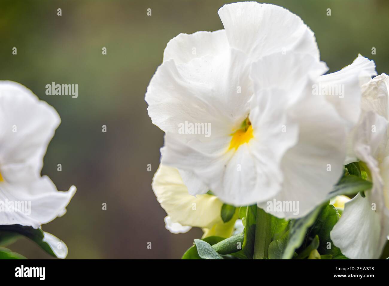White pansy flowers close-up, backlit by the sun. Stock Photo