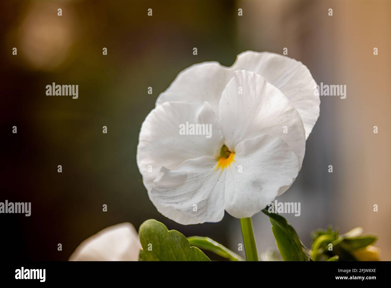 White pansy flowers close-up, backlit by the sun. Stock Photo