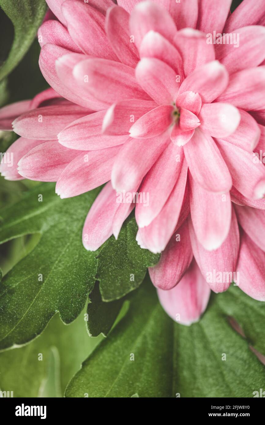 Pink flower with green leaves hi-res stock photography and images - Alamy