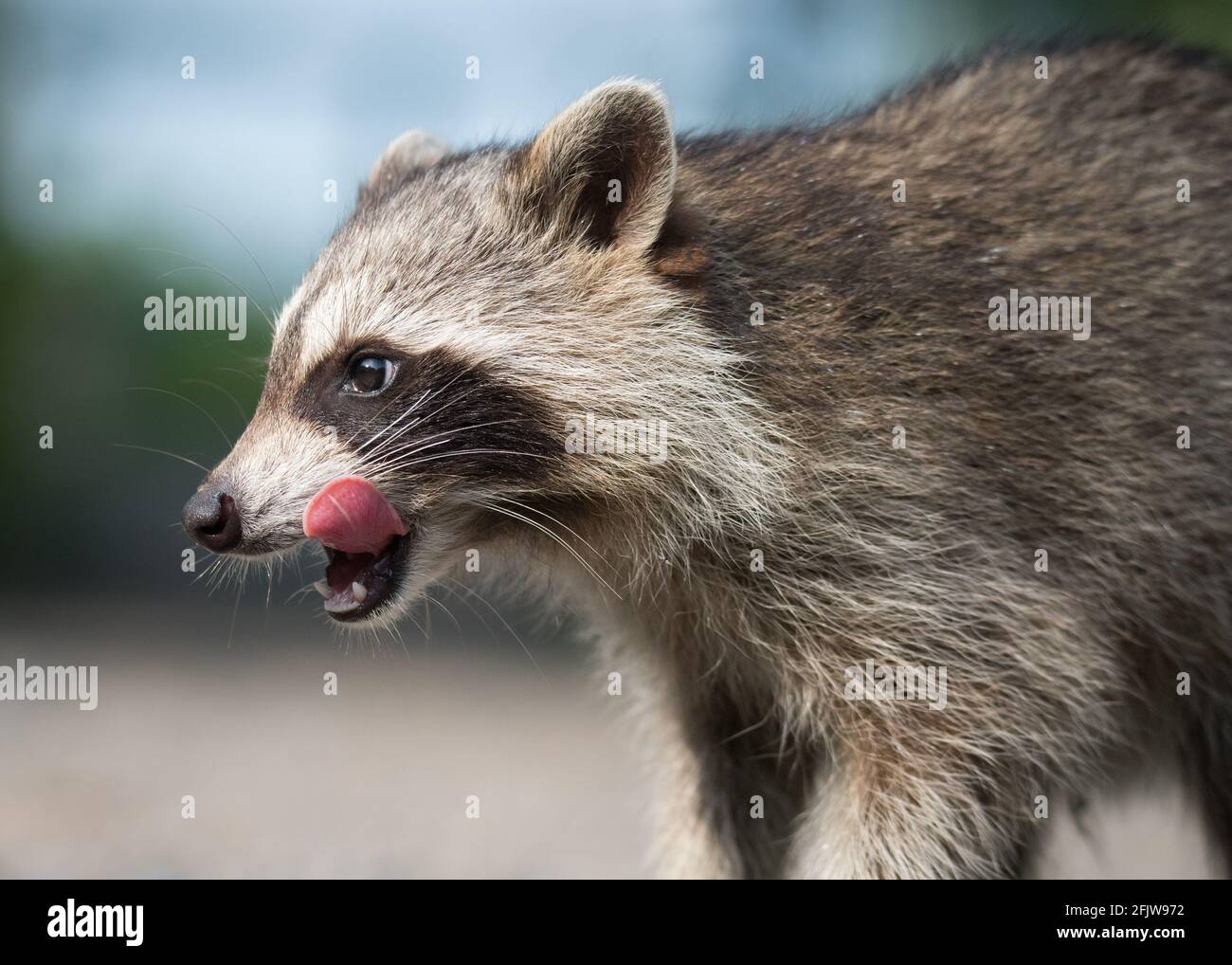 A raccoon licks its lips following a tasty treat at Lynde Shores Conservation Area at Whitby, Ontario Stock Photo