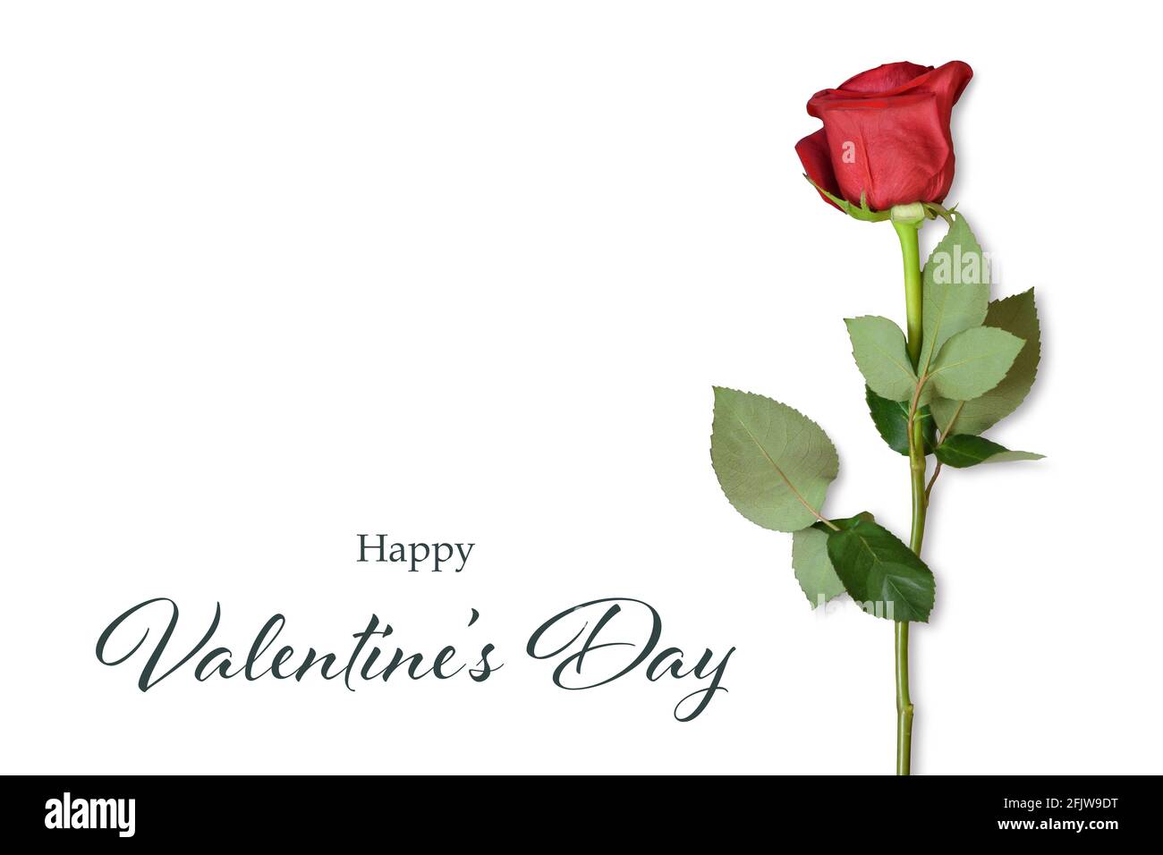 Happy Valentines Day card with single red rose isolated on white background  Stock Photo - Alamy