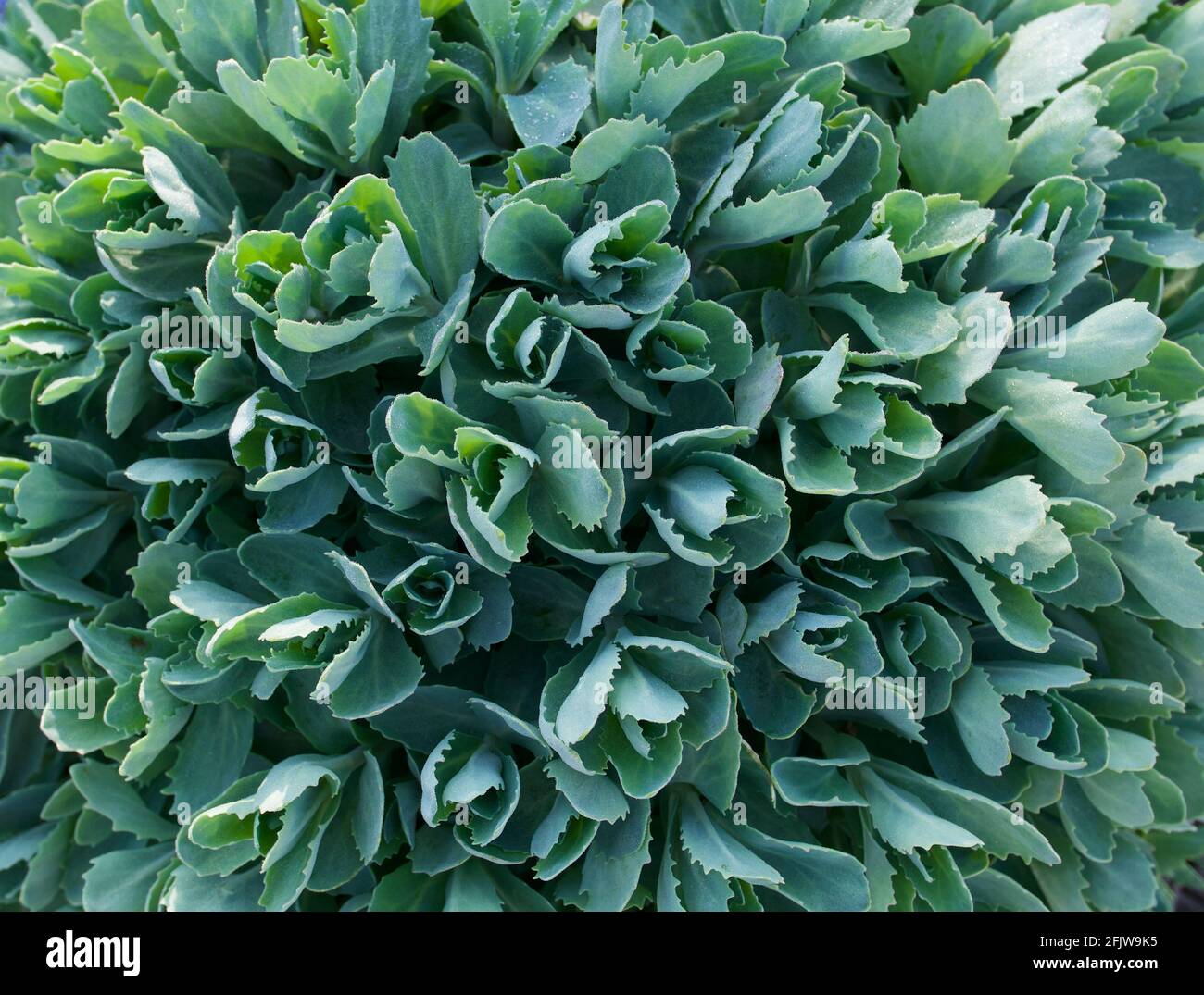 Full frame image of pale green sedum or ice plant foliage Stock Photo