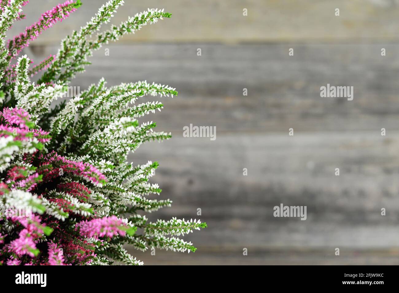 Heather flowers on wooden background Stock Photo
