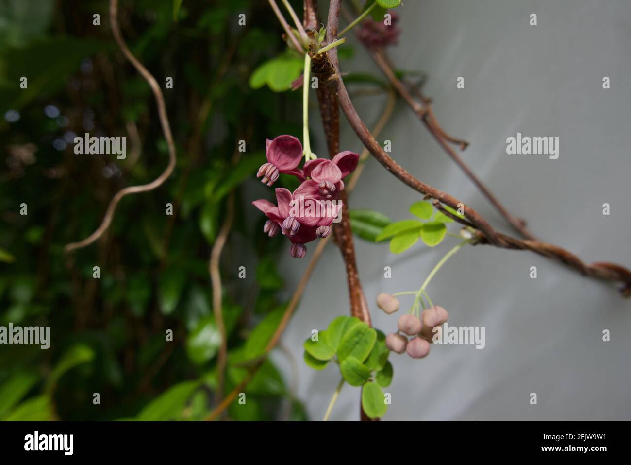 Akebia quinata flowers hi-res stock photography and images - Alamy