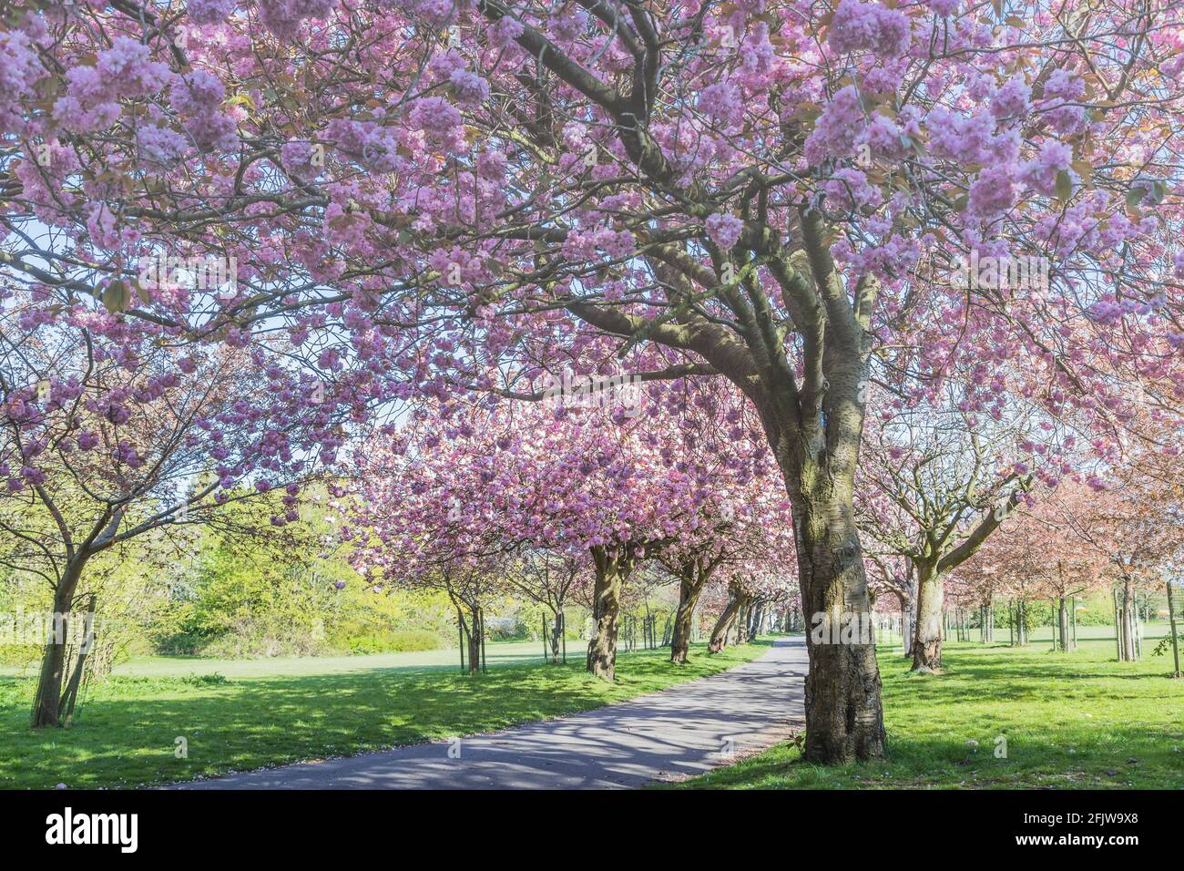 Cherry blossom on an avenue of trees in a public park in Liverpool seen