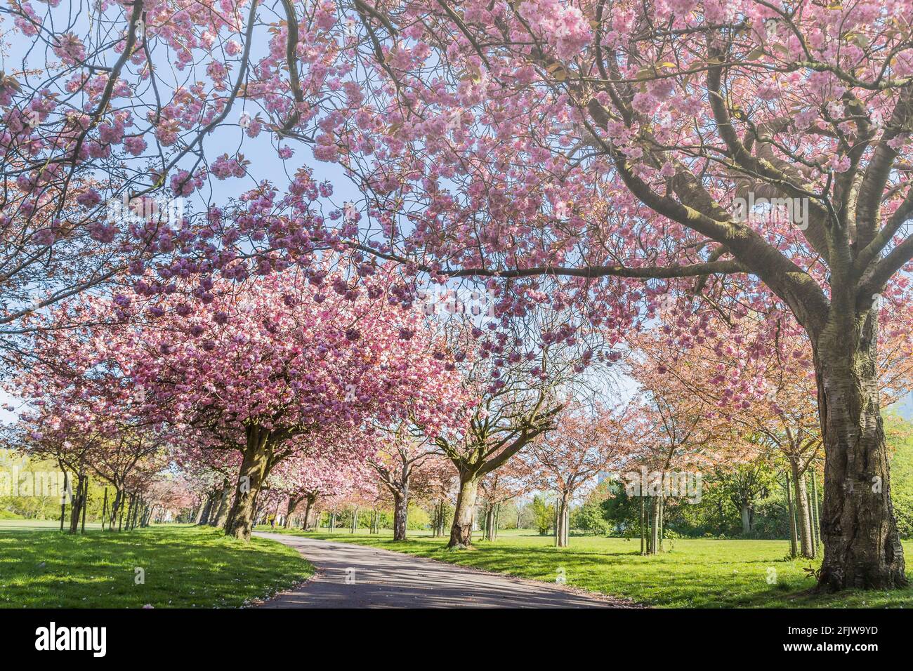 Cherry blossom on an avenue of trees in a public park in Liverpool seen