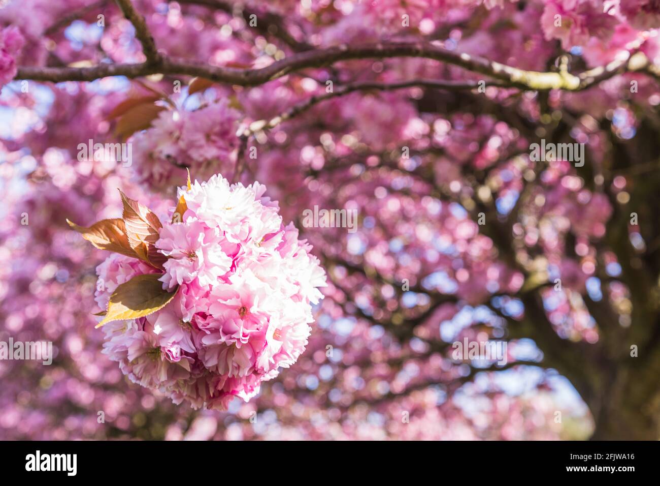 Cherry blossom on an avenue of trees in a public park in Liverpool seen