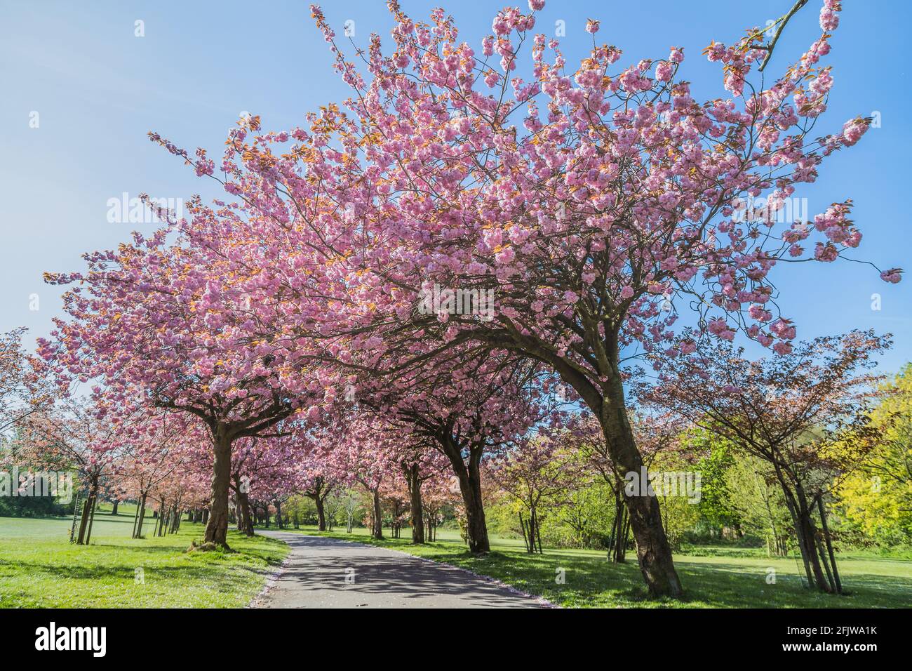 Cherry blossom on an avenue of trees in a public park in Liverpool seen