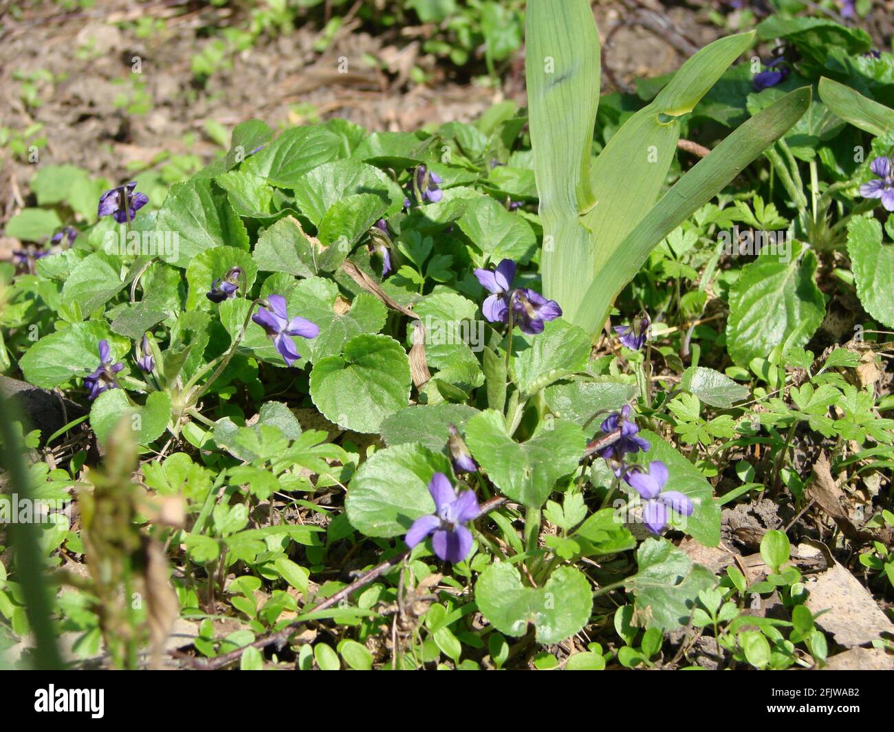 Cleistogamous flowers hires stock photography and images Alamy