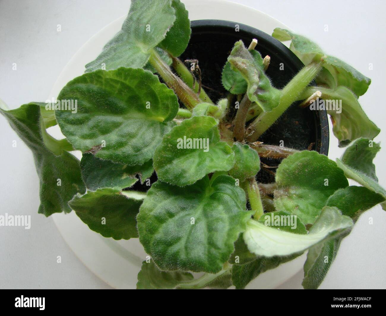 Potted African Violet isolated on white. Violet senpolia has a leaf