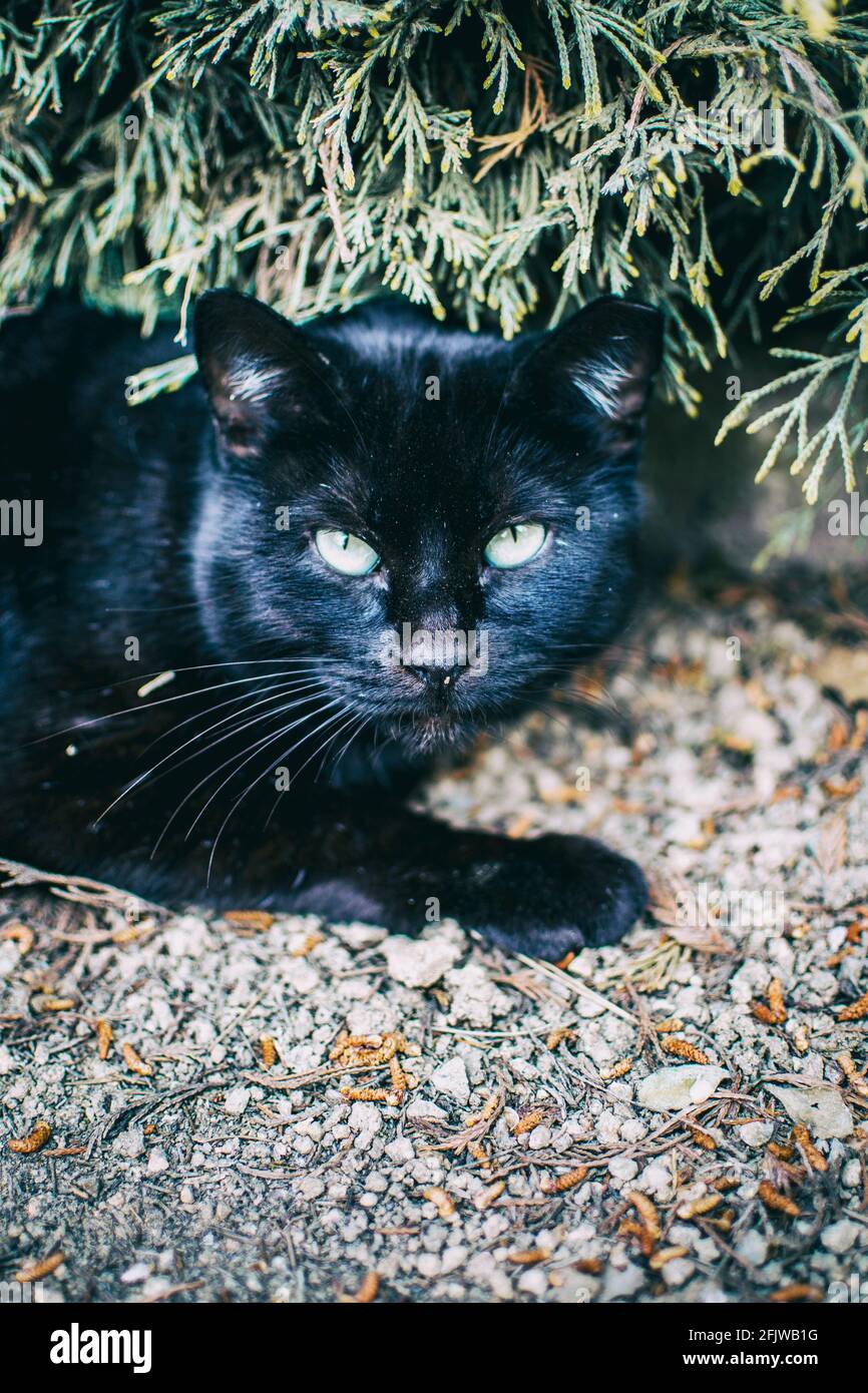 stray cat hiding in a corner of the city on a summer day Stock Photo