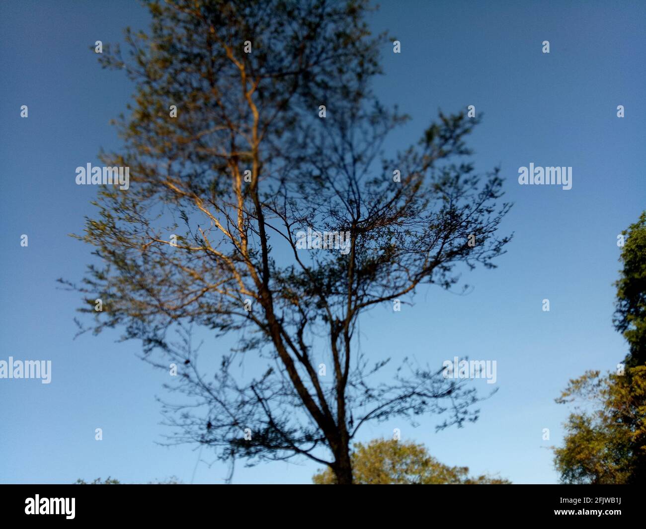 Nature blue sky Stock Photo - Alamy