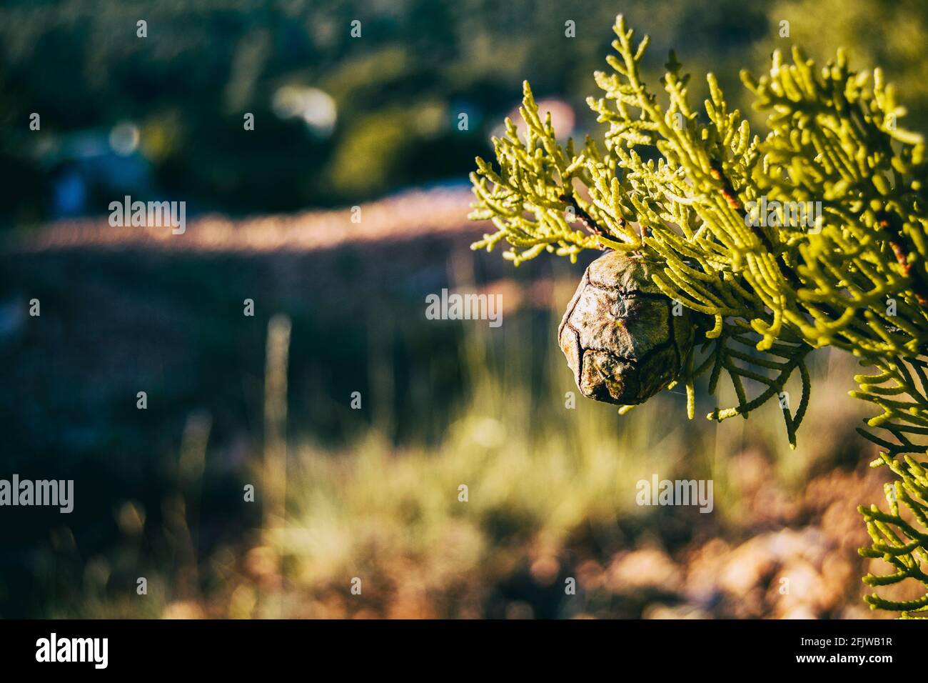 cone close up of cupressus in nature with unfocused background and space for text Stock Photo