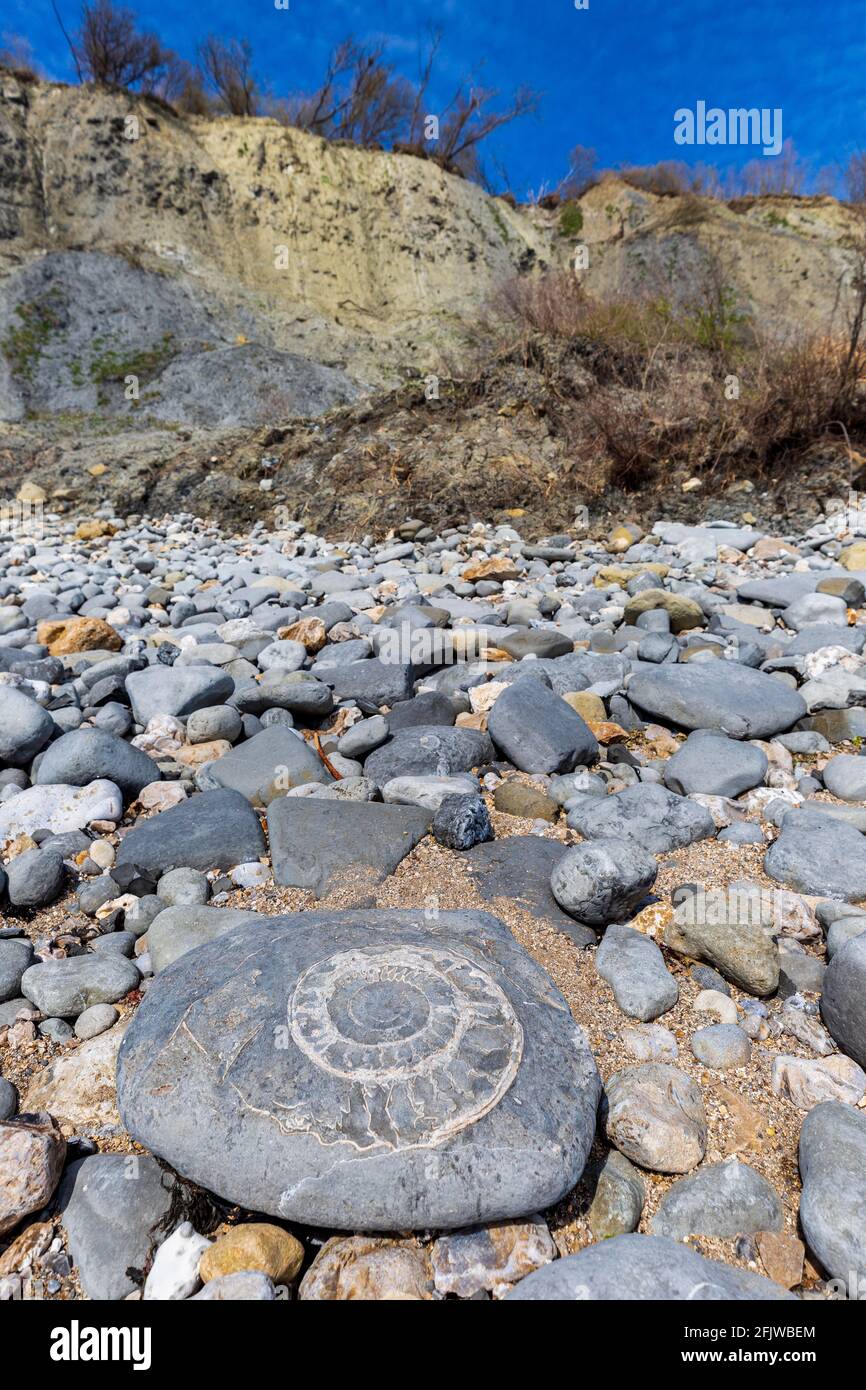 A fossilised Ammonite on Monmouth Beach at Lyme Regis, Dorset, England Stock Photo