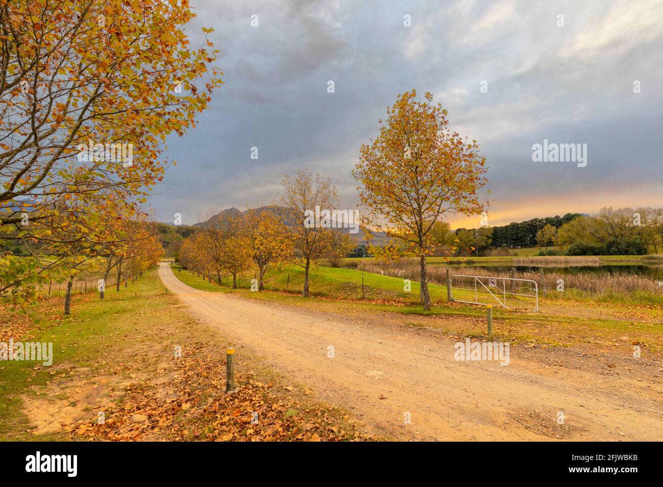 Autumn colored trees line the dirt road Stock Photo - Alamy