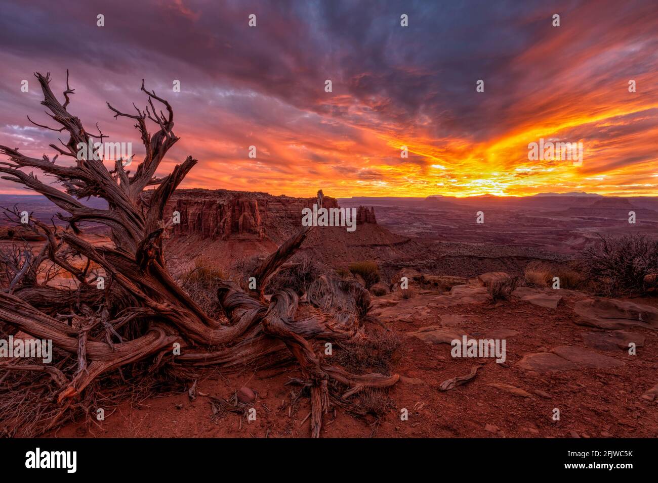 A vivid sunset over Junction Butte and an ancient Juniper Tree from the Grand Viewpoint  Overlook in Canyonlands National Park, Utah. Stock Photo