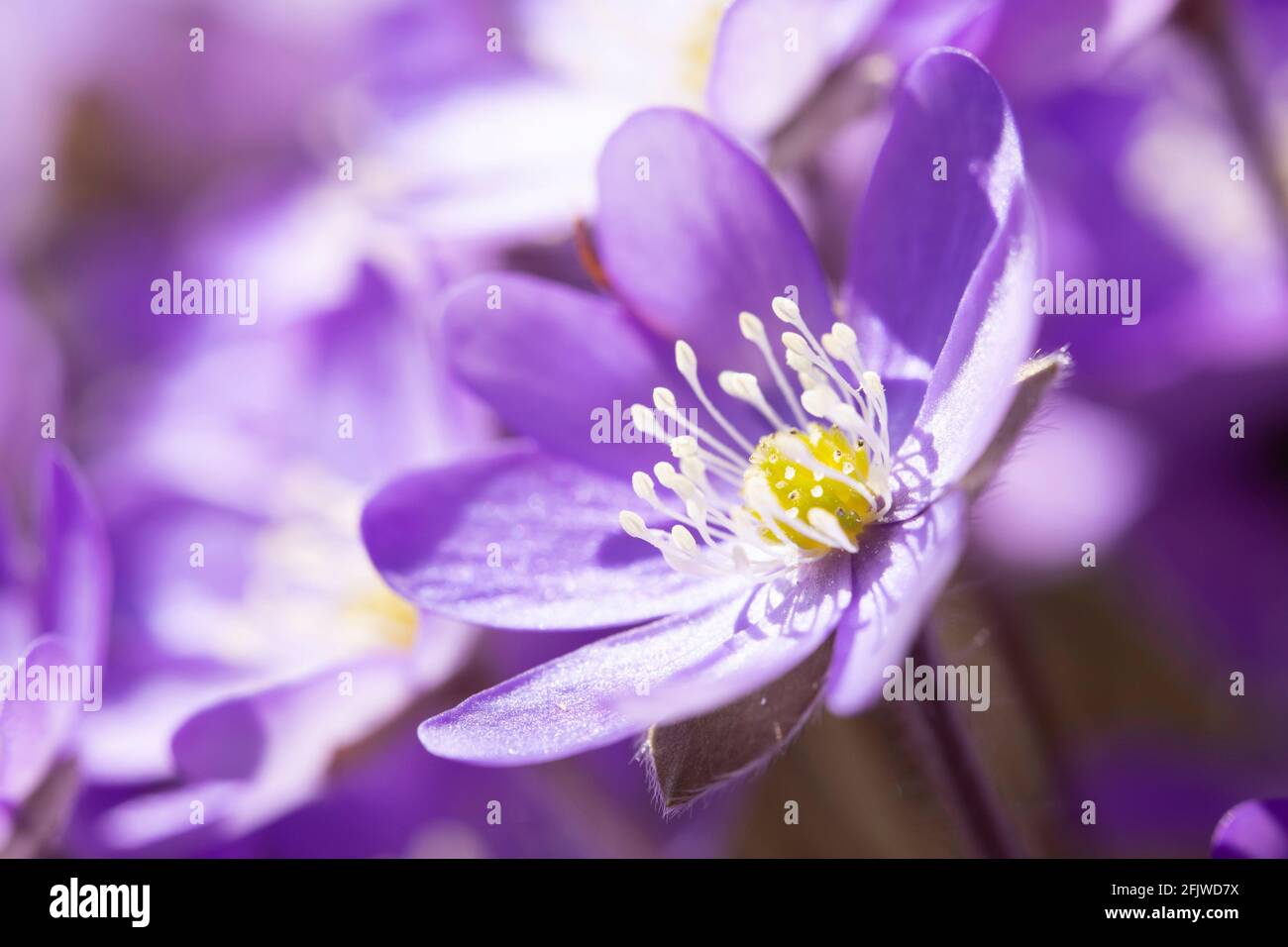 Common hepatica flowers Stock Photo