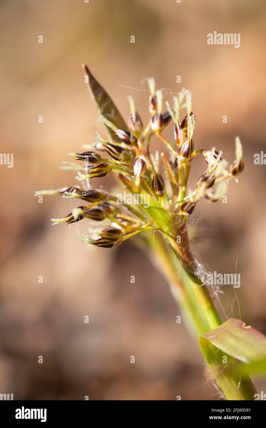 Hairy wood-rush Stock Photo