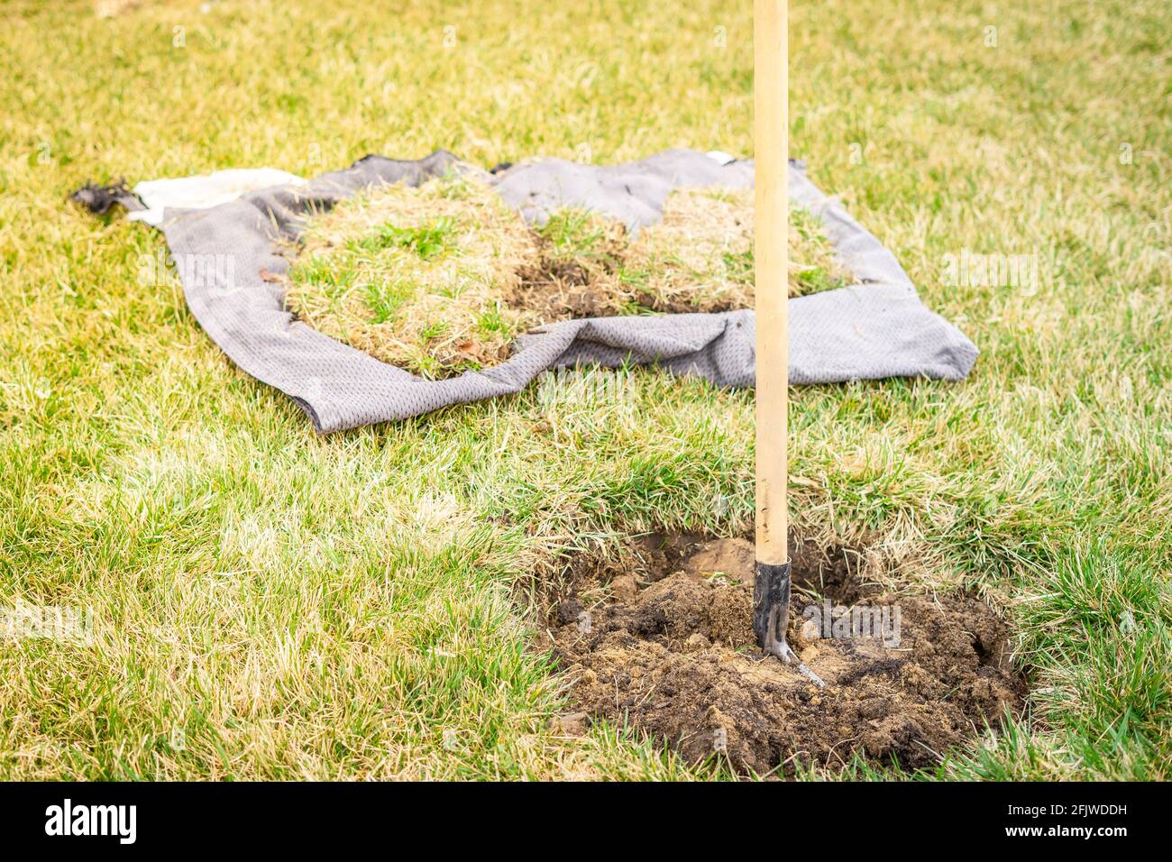 Preparing a site for planting a young tree on a green lawn. Sod cut for