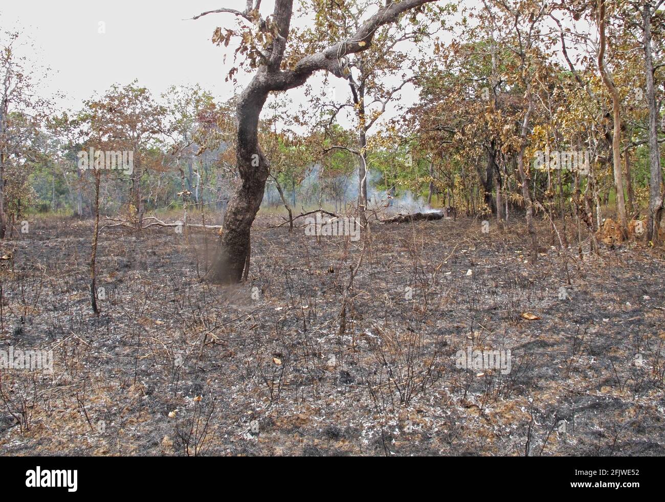 forest fire caused by careless use of fire to extract resin from Dipterocarpus alatus trees Prey Veng, Cambodia          January Stock Photo