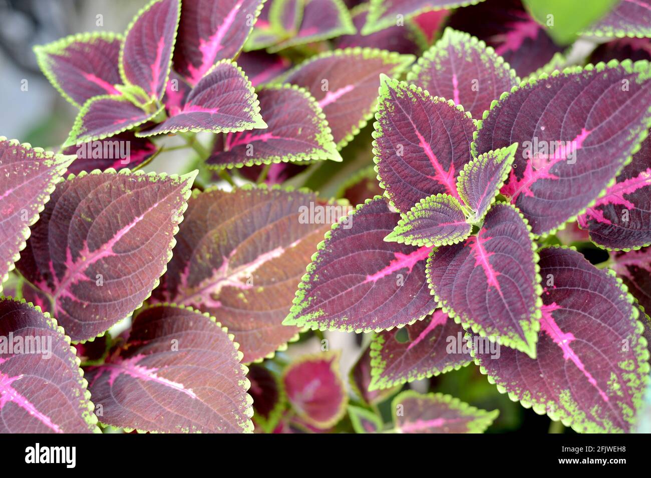 Miana leaf, iler,Coleus atropurpureus, Coleus atropurpureus or Plectranthus scutellarioides. House plant, outdoor plant Stock Photo