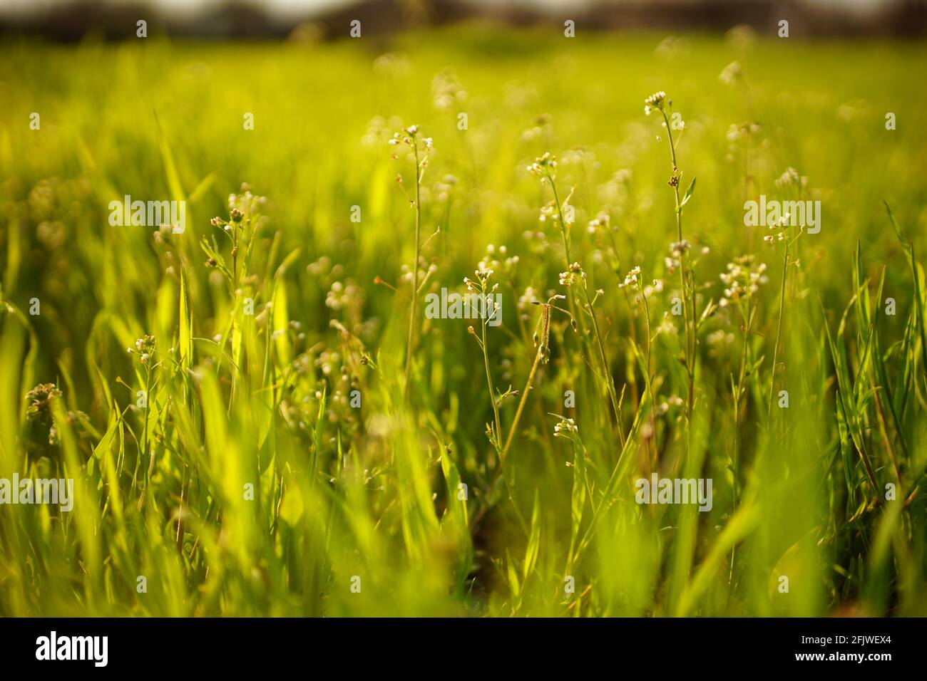 Amazing natural background with wild white flowers among the spring green grass in sunny day. Stock Photo