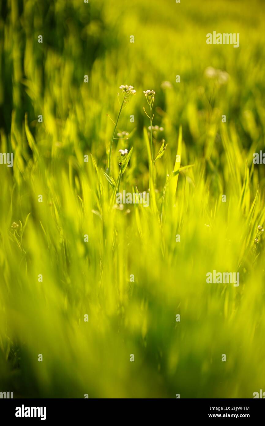 Amazing wild white flowers among the spring green grass in sunny day. Stock Photo