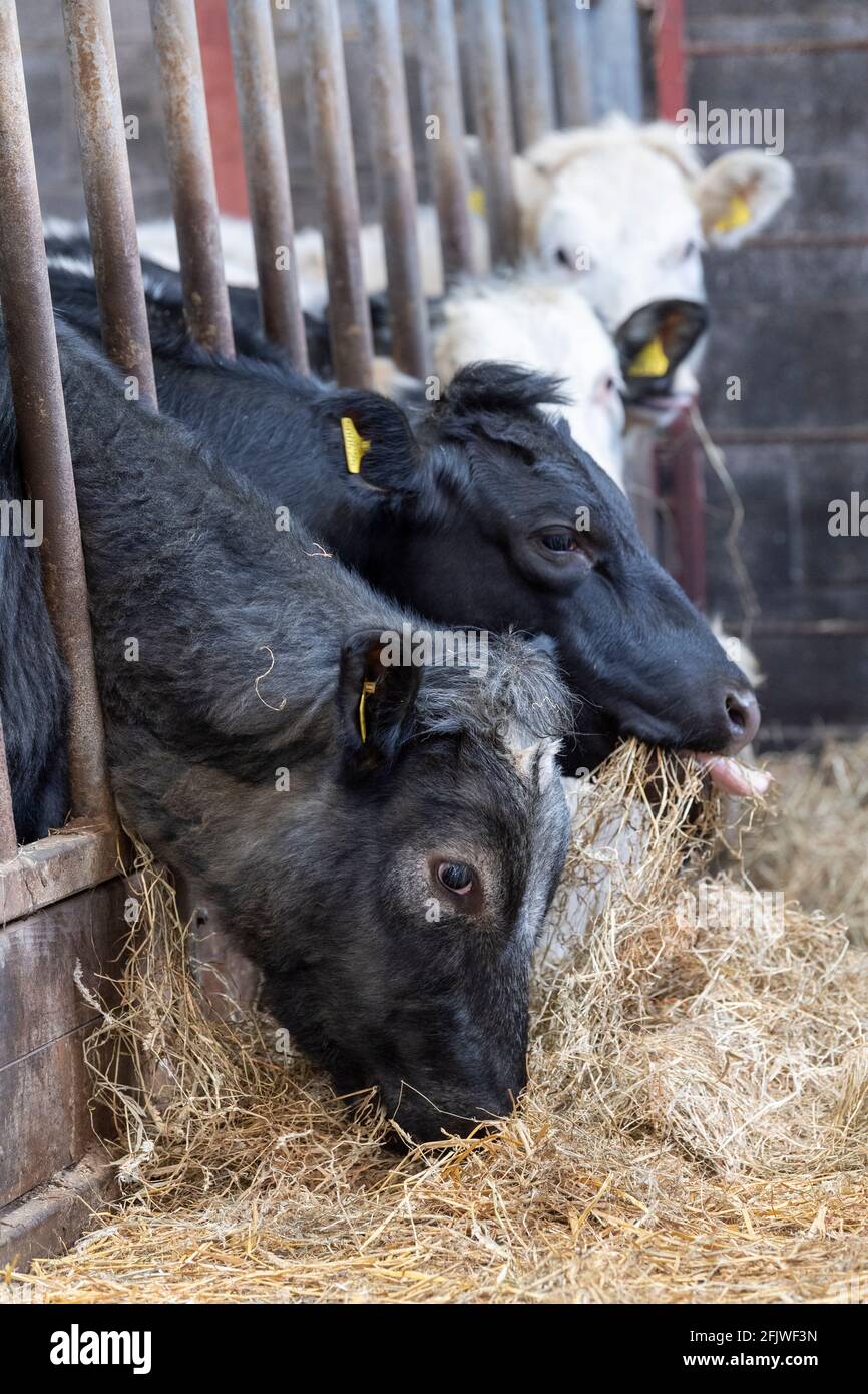 Beef cattle eating hay from behind feed barriers on a hill farm in the