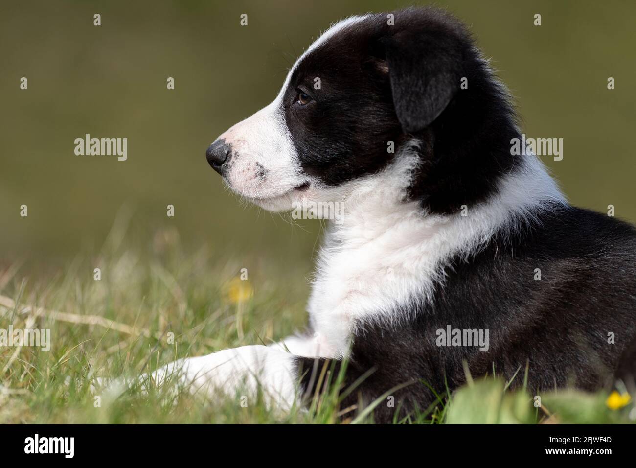 border-collie-sheep-dog-pup-sat-in-grass-in-a-field-north-yorkshire