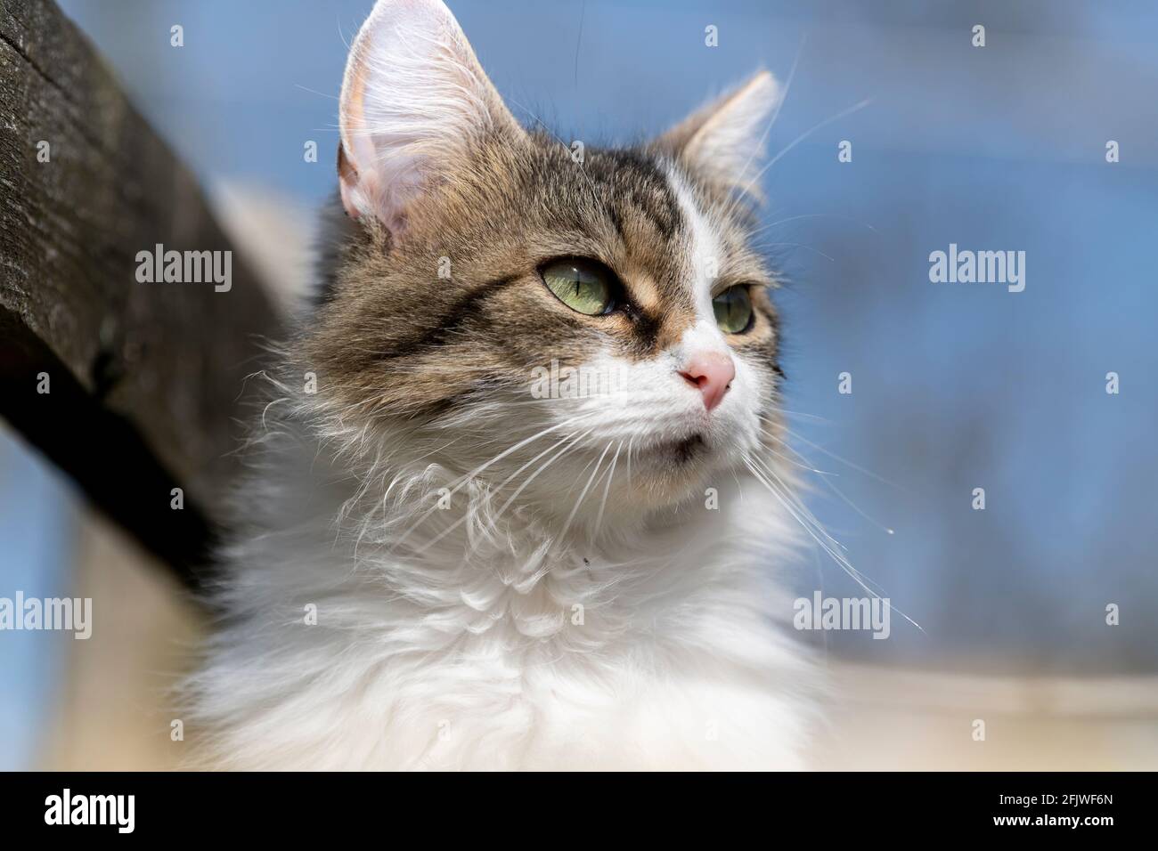 Domestic cat alert and hunting in the sunshine. North Yorkshire, UK. Stock Photo