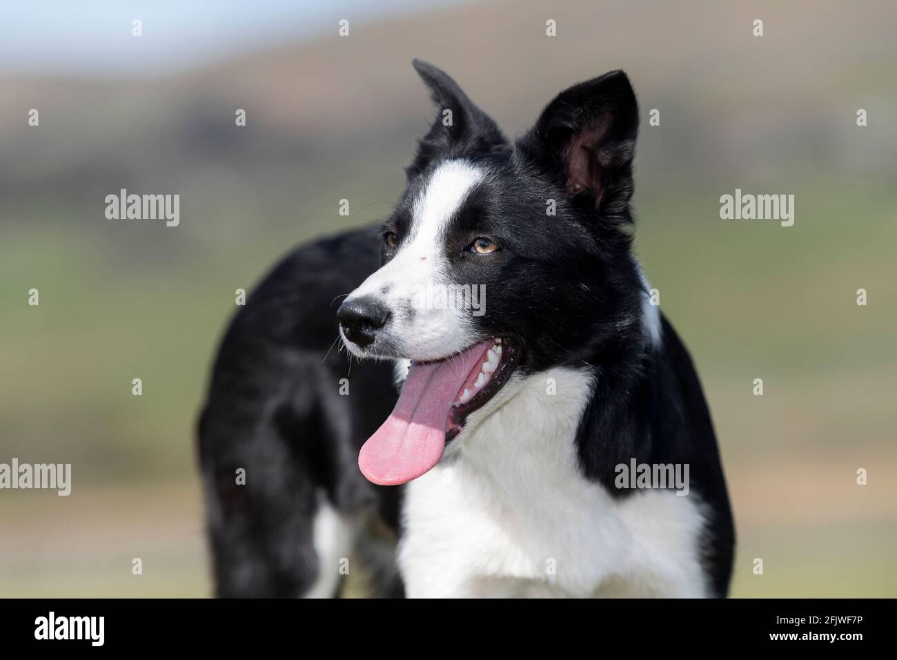 Young border collie sheepdog just starting to work. North Yorkshire, UK. Stock Photo