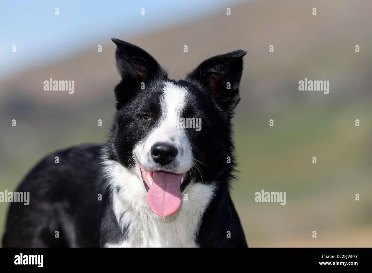 Young border collie sheepdog just starting to work. North Yorkshire, UK. Stock Photo